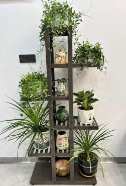 Kệ trưng bày cây cảnh